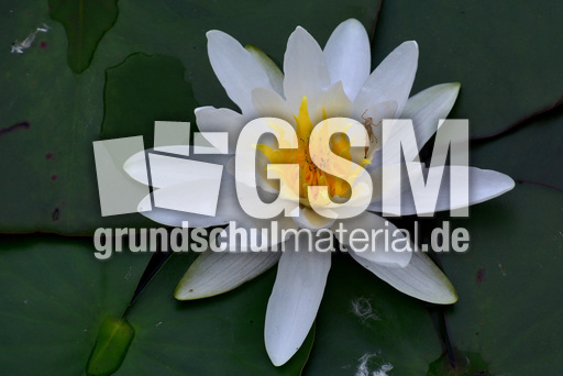 Weiße_Seerose_1.jpg